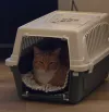 pet-image