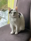 pet-image