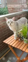 pet-image
