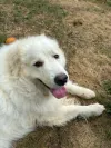 pet-image