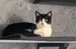 pet-image