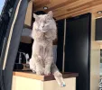pet-image