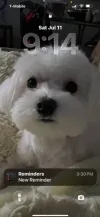 pet-image
