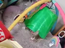 pet-image