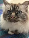 pet-image
