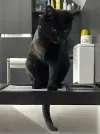 pet-image