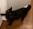 pet-image