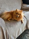 pet-image