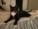 pet-image