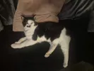 pet-image