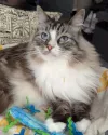 pet-image