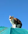 pet-image