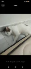 pet-image