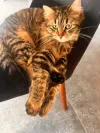 pet-image