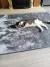 pet-image