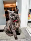 pet-image