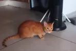 pet-image