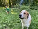 pet-image