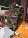 pet-image