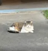 pet-image
