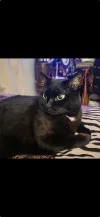 pet-image