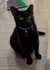 pet-image