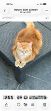 pet-image