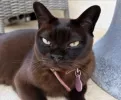 pet-image