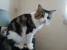 pet-image
