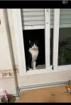 pet-image