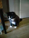 pet-image