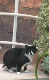 pet-image
