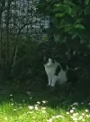 pet-image