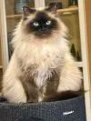 pet-image