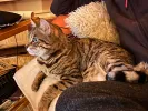 pet-image