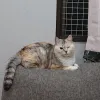 pet-image