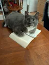 pet-image