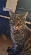 pet-image