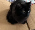pet-image