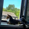 pet-image