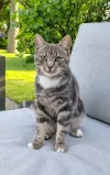 pet-image