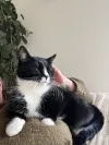 pet-image