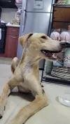 pet-image