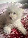 pet-image