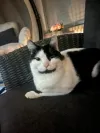 pet-image