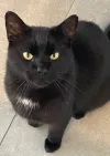 pet-image