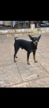 pet-image