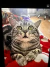 pet-image