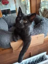 pet-image