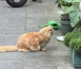pet-image